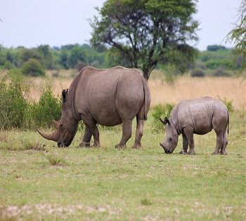 Experience 2 Days Tanzania Mid-range Safari